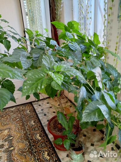 Гибискус китайская роза