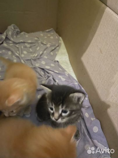 Котята бесплатно