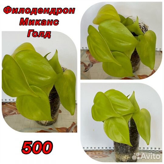 Филодендрон Нью Ред,Тортум,сквамифермум