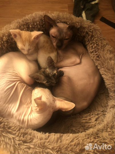 Котенок бесплатно