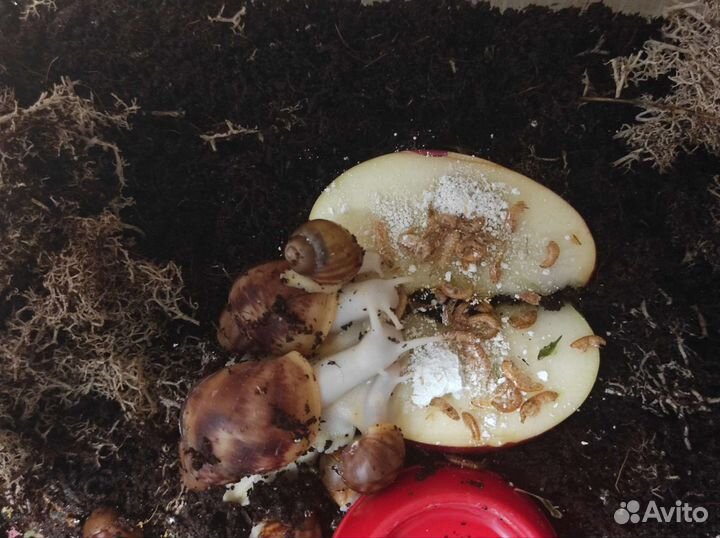 Архахатины бенин - дети