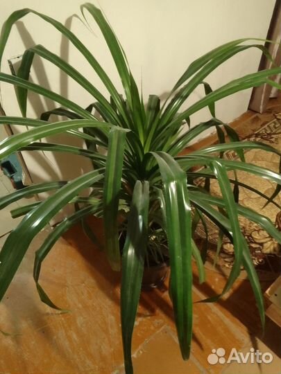 Комнатное растение панданус