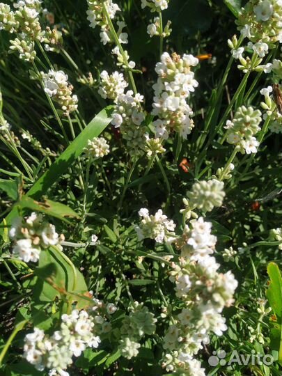 Семена многолетников садовых