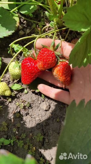 Рассада клубники усы