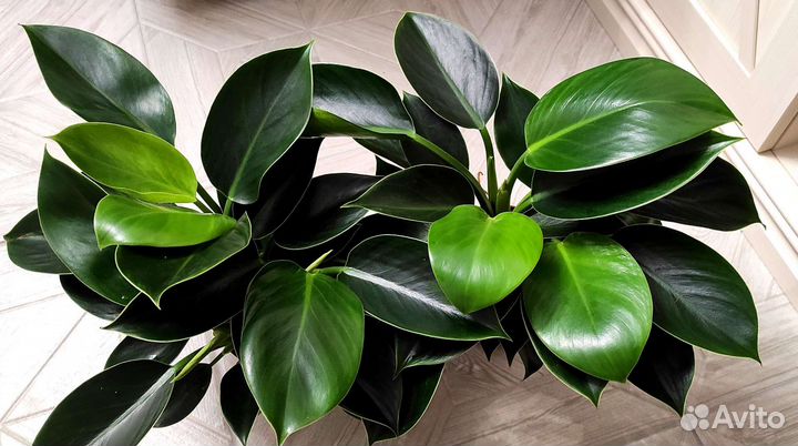 Филодендрон Грин принцесс