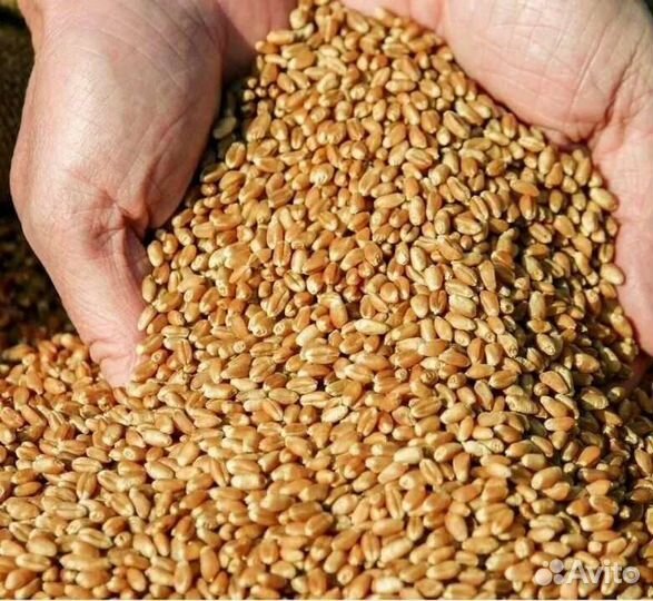 Пшеница и овёс