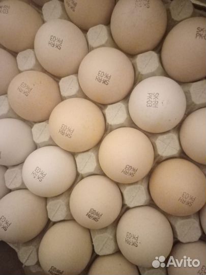 Цыплята бройлера, несушки, индюшата