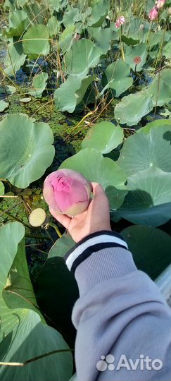 Игра Лила с проводником