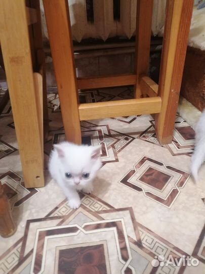 Британские котята