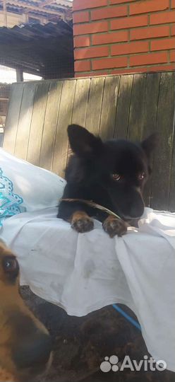 Собака маленькая Муха 27 см, 1год