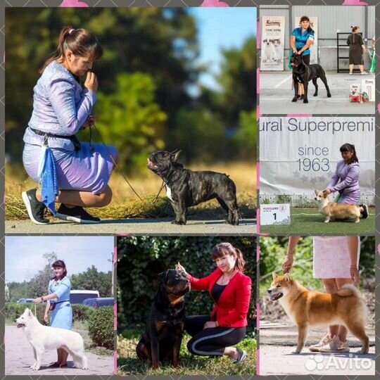 Хендлер для собак