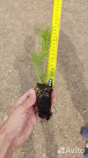 Сеянцы сосны обыкновенной (зкс)