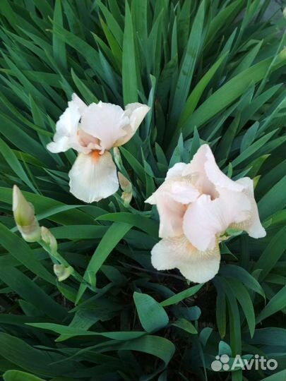 Ирисы карликовые