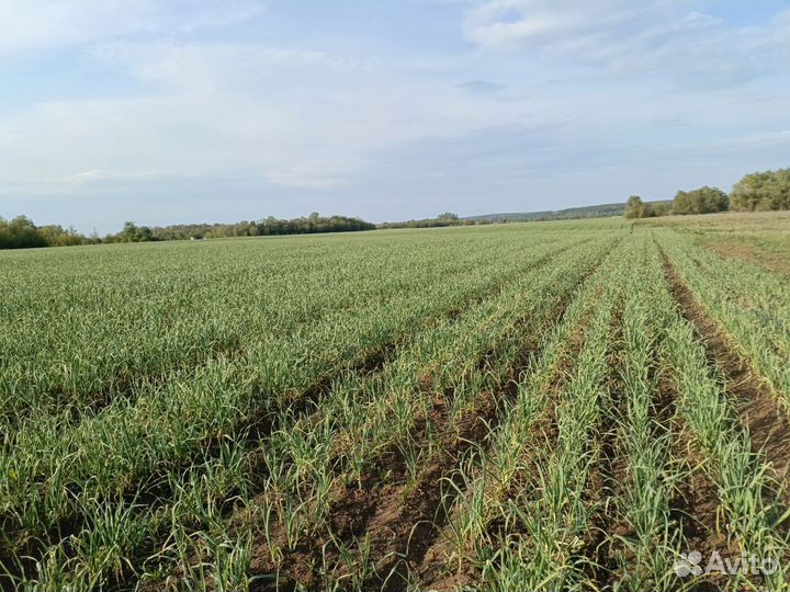 Чеснок озимый семена на посадку