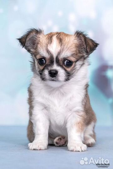 Щенки чихуахуа большой выбор окрасов