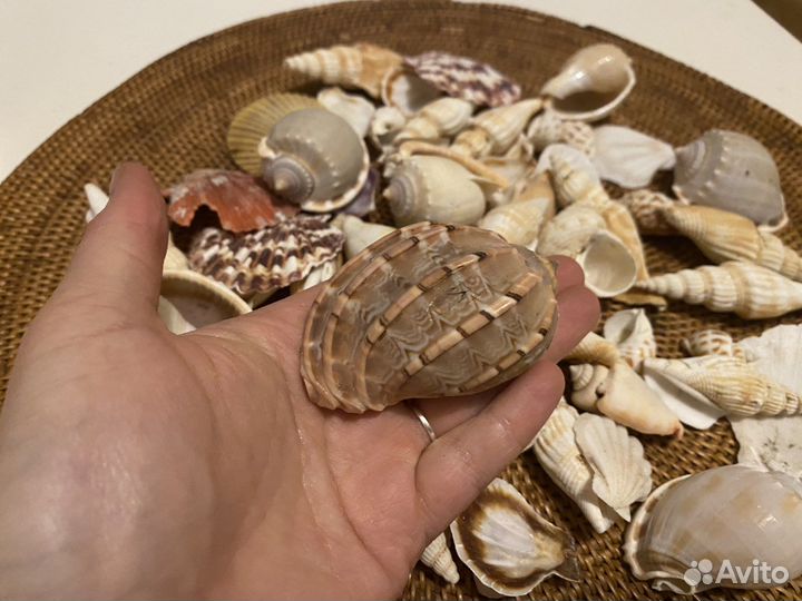 Морские ракушки, раковины