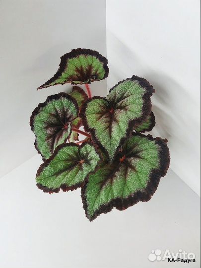 Бегонии сортовые