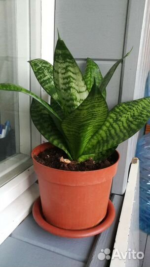 Сансевиерия (тещин язык)