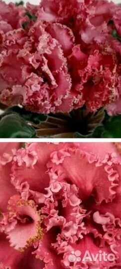 Ват-Синичка