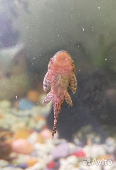 Сомики анциструсы