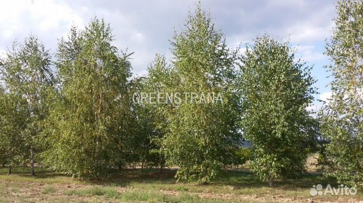 Береза Бородавчатая/500+ см о/с 20-25