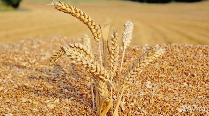 Пшеница