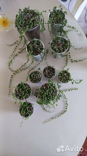 Комнатные растения