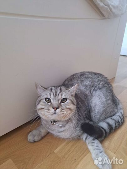 Шотландская вислоухая кошка бесплатно