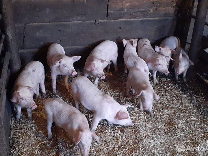 Белая Казахстанская