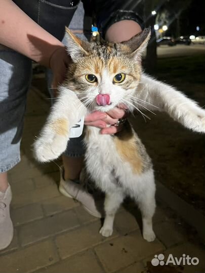 Кошка