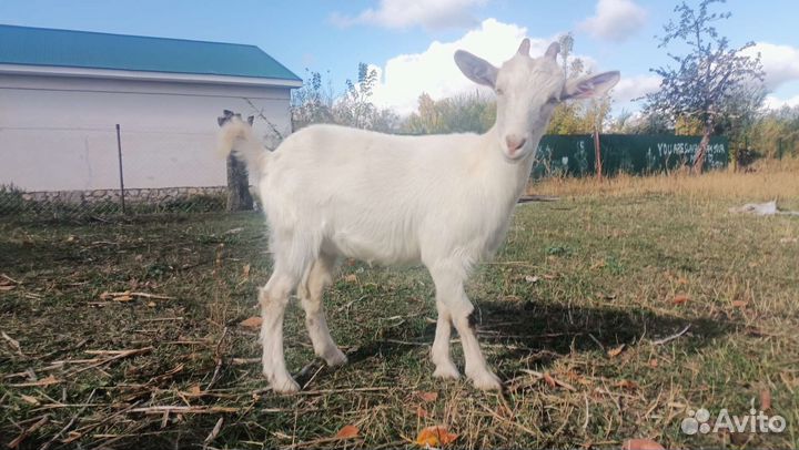 Зааненская коза и ломанча