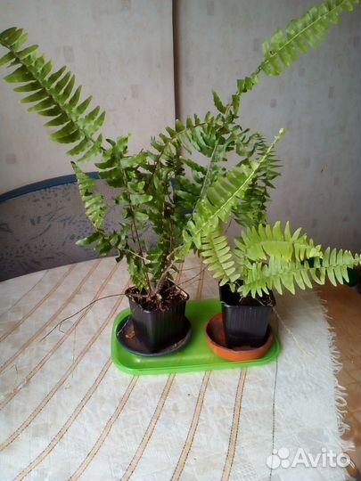 Папоротник Нефролепис