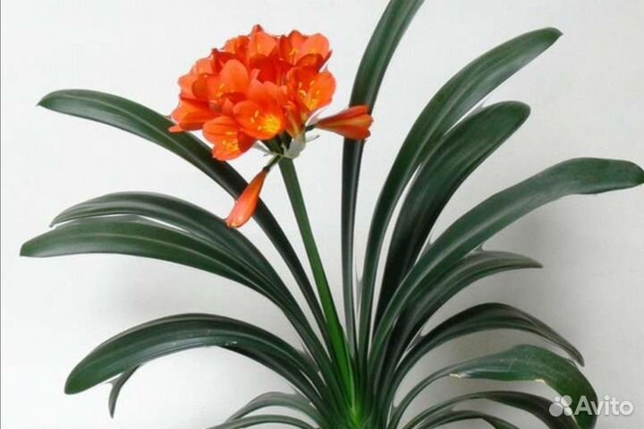 Комнатные цветы кливия