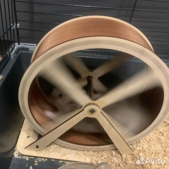 Сирийский хомяк девочка