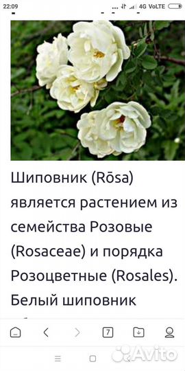 Белая роза, шиповник