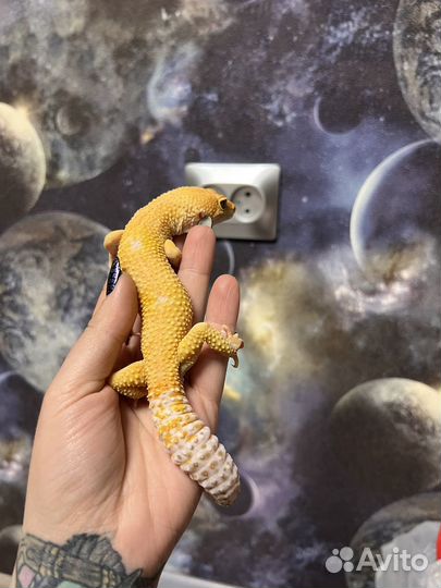 Самец эублефара