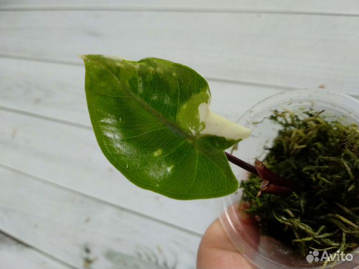 Алоказия Блек стем вар