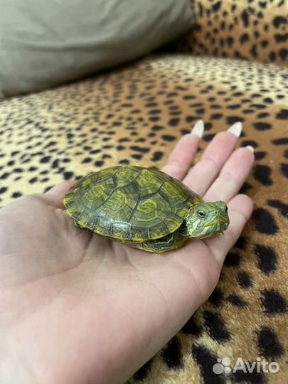 Аквариум для черепахи + фильтр