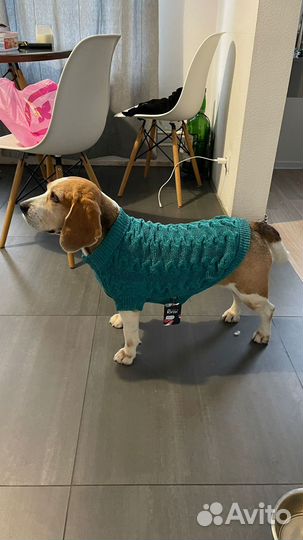 Передержка собак и кошек квартирного типа