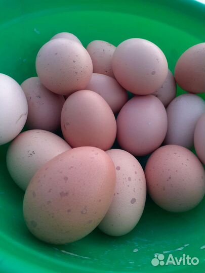 Инкубационное яйцо билифелдеров