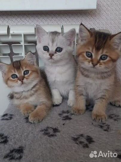 Котята