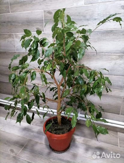 Фикус Бенджамина