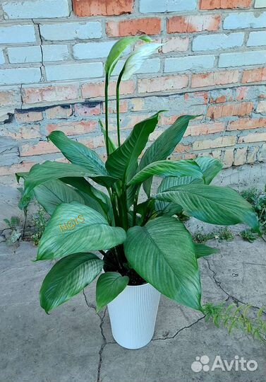 Спатифиллум Спилт Милк Сизый/Серебряный