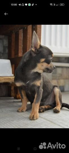 Чихуахуа мини