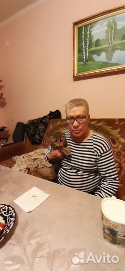 Британская вислоухая кошка