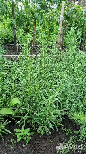 Розмарин (кусты)