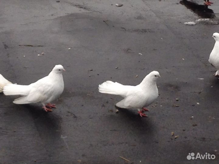 Продажа голубей статные