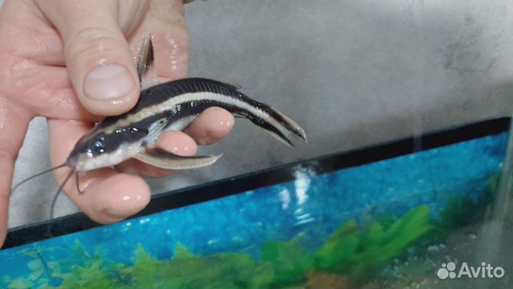 Сом платидорас