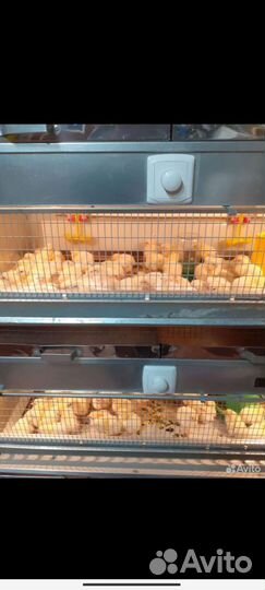 Цыплята бройлеры