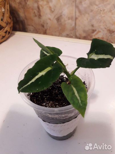 Сингониумы, диффенбахия